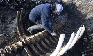 Bộ xương nhô lên trên bãi biển giống như một hàng rào. Ảnh:Siberian Times.