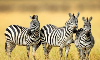 Sọc trắng đen giúp cho ngựa vằn chống lại bệnh tất và côn trùng. 