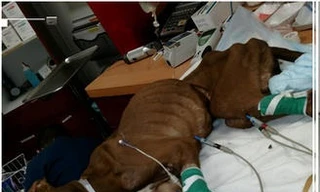 Thưởng hơn 400 triệu đồng truy lùng kẻ bỏ rơi chó trong vali