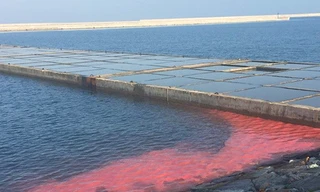 Dải nước màu đỏ xuất hiện vào sáng 17/2 tại cảng Sơn Dương được người dân chụp lại. Ảnh:H.V