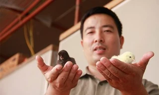 Thu lãi tiền tỷ nhờ nuôi gà an toàn sinh học