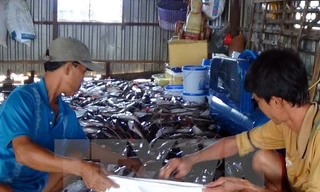 Người dân xã Long Hòa huyện Phú Tân, An Giang vớt cá chết cho vào bao tải mang đi xử lý tiêu hủy. (Ảnh: Đặng Công Mạo/TTXVN) 