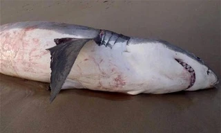 Xác con cá mập. (Nguồn: Fisheries WA) 