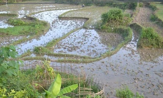 Khu ruộng trước đây từng cho là nhiều vàng. 