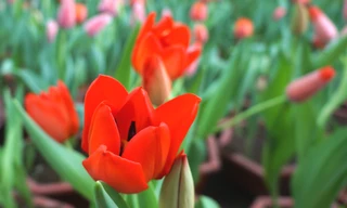 Hoa tulip nở rực rỡ trên vùng đất "khắc nghiệt"