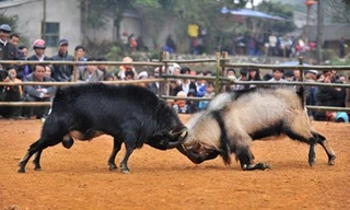 Dê đực thường là con đầu đàn, rất lỳ đòn, chẳng mấy khi bỏ chạy sớm như trâu chọi nên màn thi đấu nào cũng căng thẳng, hấp dẫn