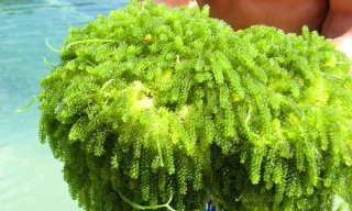 Có giá đắt đỏ, rong nho vẫn được nhiều người tiêu dùng săn đón. 