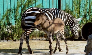 Chú ngựa vằn lai lừa đẹp lạ kỳ