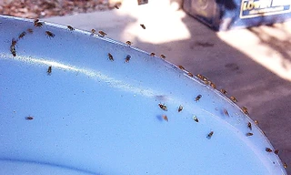 Xác định được côn trùng 'lạ' tấn công nhà dân