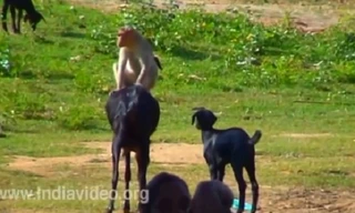 Cười nghiêng ngả xem khỉ trêu dê