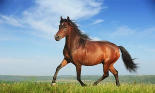 Ngựa thích ngủ đứng