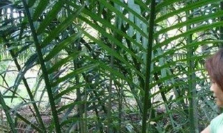 Ghen tuông giết người trong mộng đúng ngày lễ tình nhân