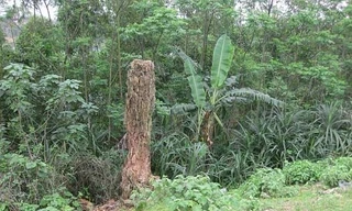 Cây gạo nay chỉ còn trơ gốc nhưng vì sợ độ “thiêng” của cây mà không ai dám xâm phạm.