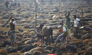 'Thảm sát' hàng nghìn con trâu hiến tế Nữ thần