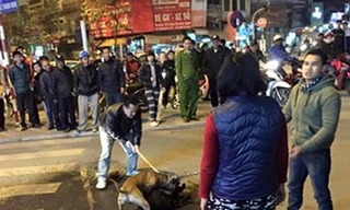 Kinh hoàng chó Pit bull cắn trọng thương chó to giữa phố