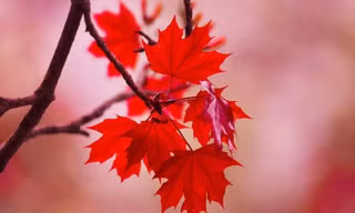 Lá phong héo có chứa axit gallic - một loại axit gây ra hội chứng tan máu.