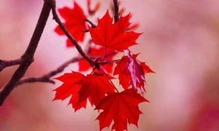 Lá phong héo có chứa axit gallic - một loại axit gây ra hội chứng tan máu.