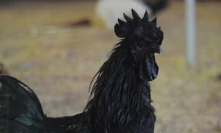 Trưng bày gà “mặt quỷ” đắt nhất thế giới ở Hà Nội