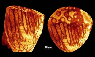 Tinh trùng khổng lồ cổ xưa nhất thế giới 