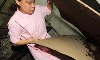 Người phụ nữ nuôi 100.000 con gián như con