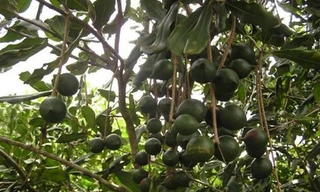 Cây tỷ đô sống như thế nào trên đất Việt?