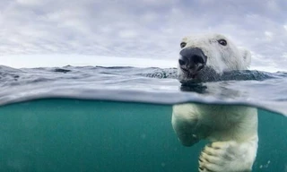 Để thích ứng với biến đổi khí hậu, đang khiến trái đất ngày một nóng dần và băng tan nhanh hơn, loài gấu Bắc Cực đang phải học cách bơi đường dài để tìm mồi.