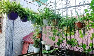 Điểm danh loại cây hoa đẹp cứ cắm xuống là mọc