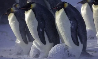 Chim cánh cụt sống chủ yếu tại khu vực Nam bán cầu.