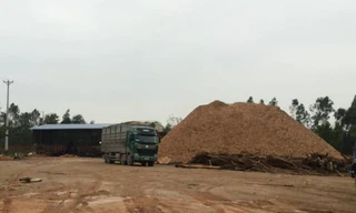 Tháo dỡ 26 cơ sở băm dăm gỗ không phép