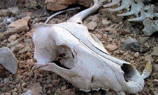 Bí ẩn Thung lũng chết thuộc top nguy hiểm nhất hành tinh