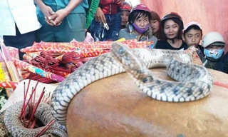 Vụ rắn nằm trên mộ: Dân tái căng lều bạt, tiếp tục cúng bái