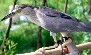 Ám ảnh đàn chim bị khâu mắt để nhử đồng loại: Tận diệt chim trời