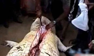 Mổ bụng cá sấu thấy thi thể người chưa phân huỷ