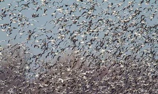 Cảnh tượng kinh ngạc khi bầy ngỗng trời xé toang đàn sáo đá giữa không trung