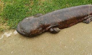 Con kỳ nhông có vẻ ngoài kỳ dị. (Nguồn: YouTube) 