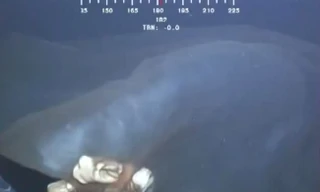 Con sứa nhau thai được phát hiện ở Vịnh Mexico. (Nguồn: YouTube) 