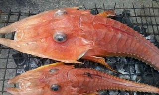 Loài cá kỳ dị này sống ở khu vực nước sâu.