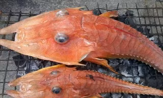 Loài cá kỳ dị này sống ở khu vực nước sâu.