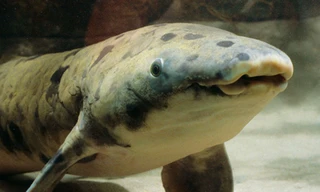 Cụ cá có tên Granddad vừa qua đời ở Chicago, Mỹ