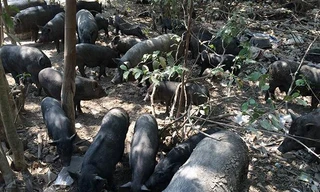 Đàn lợn rừng 300 con đại náo cả khu vực Khlong Sa Bua, tỉnh Ayutthaya, Thái Lan