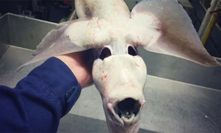 Bộ sưu tập 'quái vật biển' của ngư dân gây sốt dân mạng