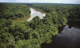 Cảnh sát Brazil phát hiện ra Pilipa gần rừng rậm Amazon