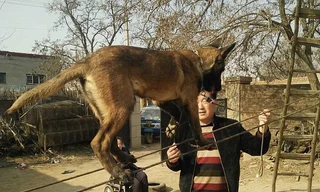 Chú chó của anh Zhang Mengqiu biểu diễn màn đi trên dây