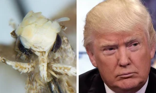 Loài bướm mới có mái tóc giống hệt Tổng thống Donald Trump