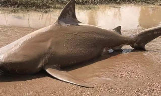 Con cá mập bị siêu bão bốc lên quốc lộ.