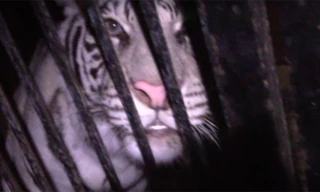 Chú hổ nhốt trong chiếc xe tải.