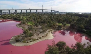 Nước hồ chuyển màu hồng hàng năm.