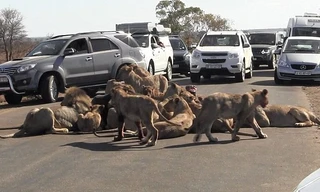 Đàn sư tử 18 con vô tư ăn thịt trâu rừng giữa đường 