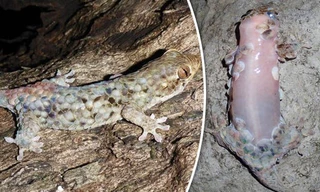 Thằn lằn Geckolepis megalepis tự lột sạch da, để lại phần thịt đỏ hỏn khi gặp kẻ thù