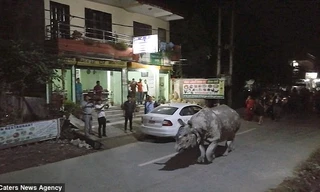 Theo Dailymail, chú tê giác này rất có thể đi lạc từ Vườn Quốc gia Chitwan gần đó. 